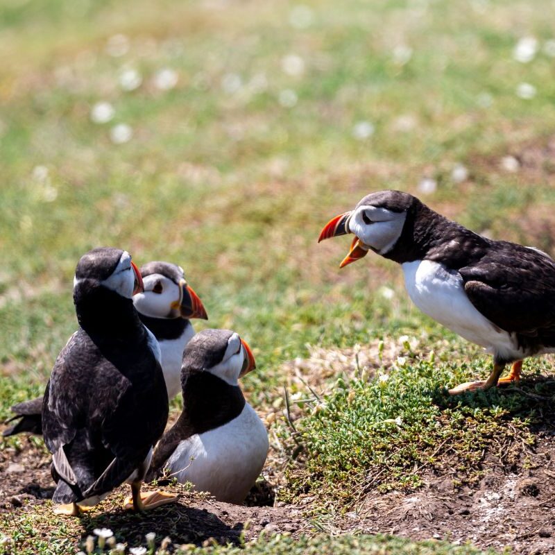 Puffins