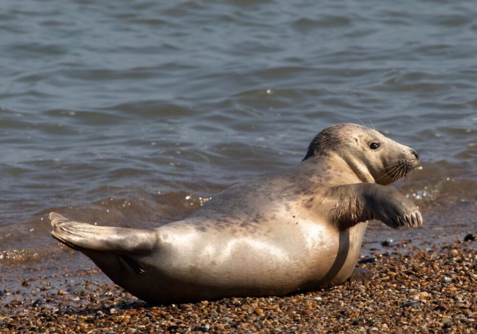 Seals