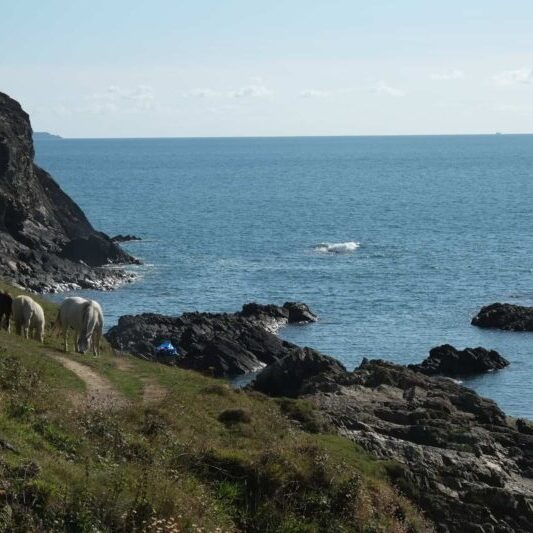 ponies on cliff